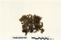 藏品(尖葉油苔)的圖片